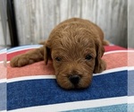 Small Photo #4 Shih-Poo Puppy For Sale in DUNDEE, OH, USA