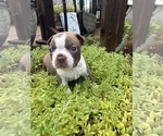 Small #2 Boston Terrier