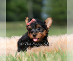 Small Photo #69 Yorkshire Terrier Puppy For Sale in WARSAW, IN, USA
