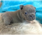 Small #5 French Bulldog