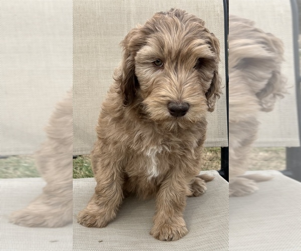 Medium Photo #5 Labradoodle Puppy For Sale in LEXINGTON, GA, USA