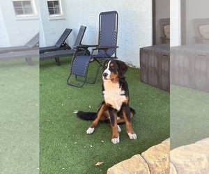 Bernese Mountain Dog Puppy for sale in VALRICO, FL, USA