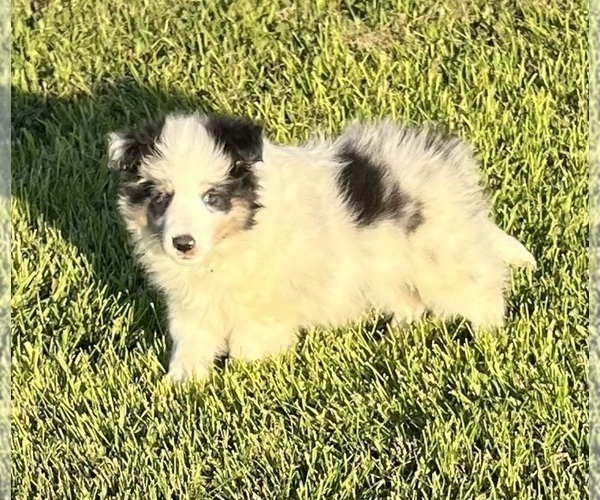 Medium Photo #23 Shetland Sheepdog Puppy For Sale in FORT MORGAN, CO, USA