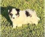 Small #22 Shetland Sheepdog
