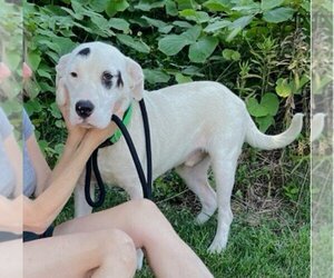 Dalmatian-Labrador Retriever Mix Dogs for adoption in Mt. Laurel, NJ, USA