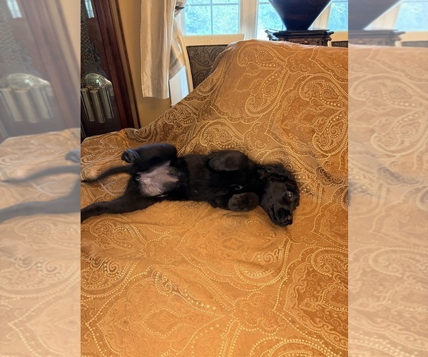 Medium Photo #11 Flat Coated Retriever Puppy For Sale in ROSE HILL, KS, USA