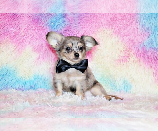 Medium Photo #34 Chihuahua Puppy For Sale in CHARLESTON, AR, USA