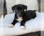 Small #1 American Staffordshire Terrier Mix