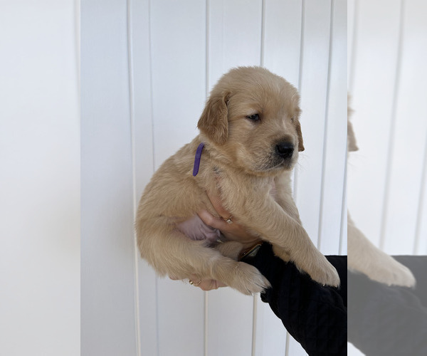 Medium Photo #1 Golden Retriever Puppy For Sale in ASHEBORO, NC, USA
