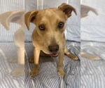 Small #3 American Pit Bull Terrier-Labrador Retriever Mix