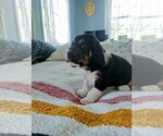 Small Photo #23 Basset Hound Puppy For Sale in PETERSBURG, IN, USA