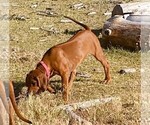 Small Photo #6 Rhodesian Ridgeback Puppy For Sale in CHILOQUIN, OR, USA