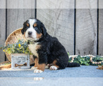 Small Photo #9 Bernese Mountain Dog Puppy For Sale in SHREVE, OH, USA