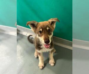 German Shepherd Dog-Unknown Mix Dogs for adoption in Visalia, CA, USA