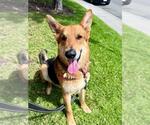 Small #1 German Shepherd Dog