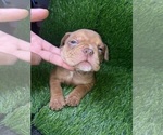 Small Photo #2 American Bully Puppy For Sale in ROGERS PARK, IL, USA