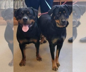 Rottweiler Puppy for sale in SAINT PAUL, MN, USA