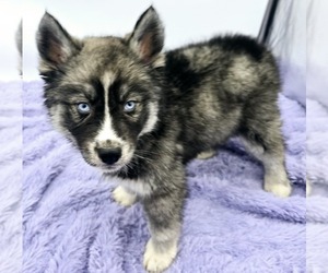 Siberian Husky Puppy for sale in SANDY HOOK, KY, USA