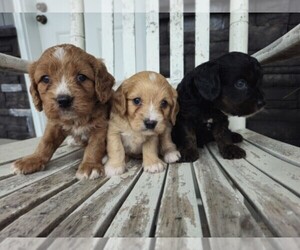 Cavapoo Puppy for sale in NILES, MI, USA