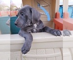 Small Photo #2 Great Dane Puppy For Sale in OGDEN, UT, USA