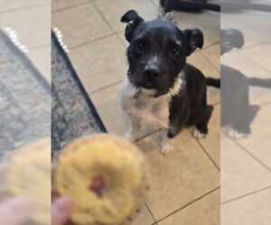American Staffordshire Terrier-Unknown Mix Dogs for adoption in Rosenberg, TX, USA
