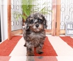 Small Photo #2 Poodle (Toy) Puppy For Sale in NAPLES, FL, USA
