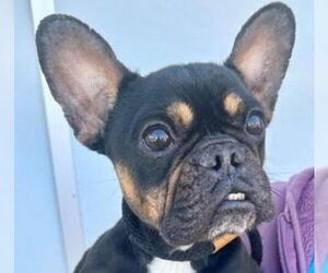 Mutt Dogs for adoption in Canton, CT, USA