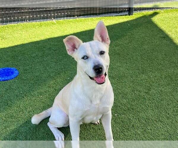 Medium Photo #1 Shepradors Puppy For Sale in Orange, CA, USA