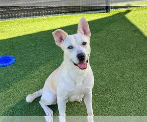 Shepradors Dogs for adoption in Orange, CA, USA