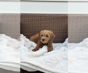 Goldendoodle (Miniature) Puppy for sale in ORLANDO, FL, USA