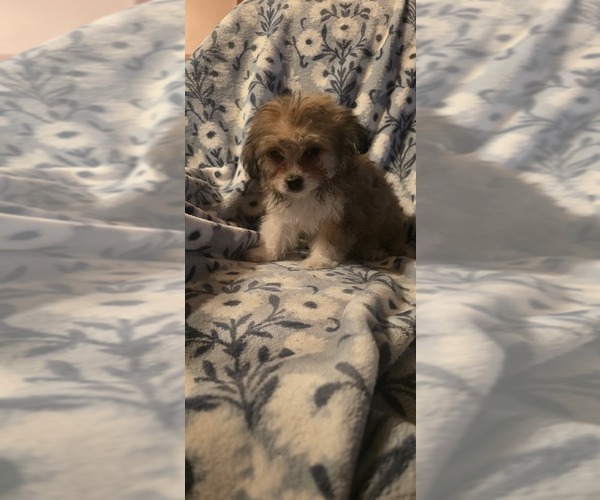 Medium Photo #6 Maltese-Maltipom Mix Puppy For Sale in HUDSON, MA, USA