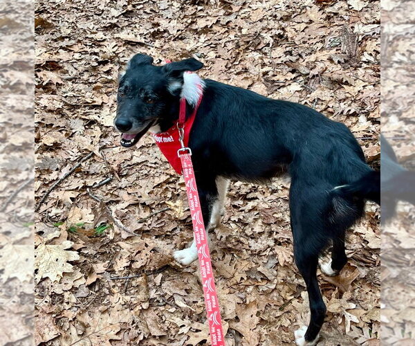 Medium Photo #19 Border Collie Puppy For Sale in Canton, CT, USA