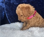 Small Photo #7 Goldendoodle (Miniature) Puppy For Sale in SAN FERNANDO, CA, USA