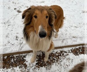 Collie Dogs for adoption in Chantilly, VA, USA