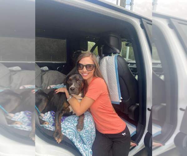 Medium Photo #1 Rottweiler-Unknown Mix Puppy For Sale in Brewster, NY, USA