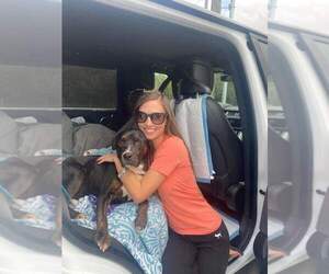 Rottweiler-Unknown Mix Dogs for adoption in Brewster, NY, USA