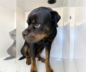 Rottweiler Dogs for adoption in Houston, TX, USA