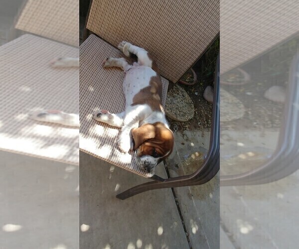 Medium Photo #7 Basset Hound Puppy For Sale in PARKER, AZ, USA