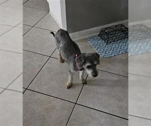 Mutt Dogs for adoption in San Antonio, TX, USA