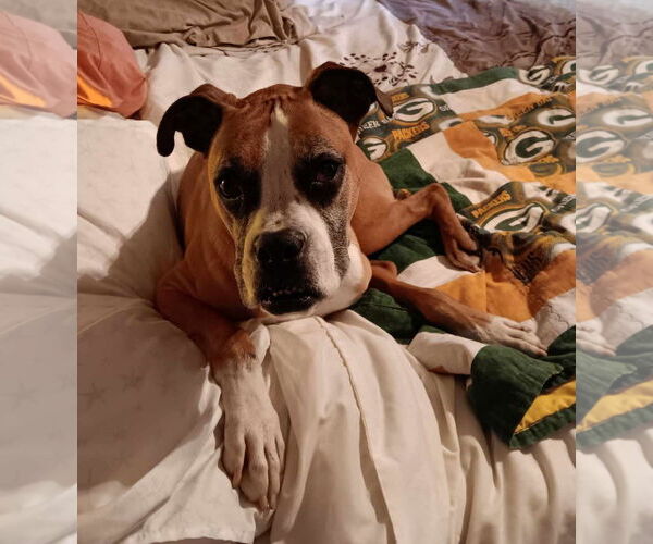 Medium Photo #18 Boxer Puppy For Sale in Burnsville, MN, USA
