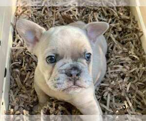 French Bulldog Puppy for sale in DOWNEY, CA, USA