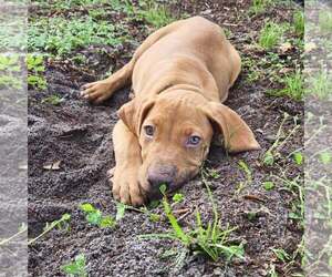 Unknown-Vizsla Mix Dogs for adoption in Sanford, FL, USA