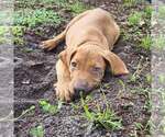 Small Vizsla Mix