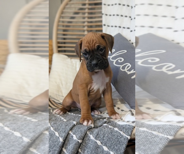 Medium Photo #6 Boxer Puppy For Sale in GOSHEN, IN, USA