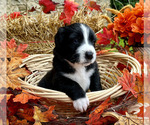 Small Photo #15 Bordernese Puppy For Sale in LATROBE, PA, USA