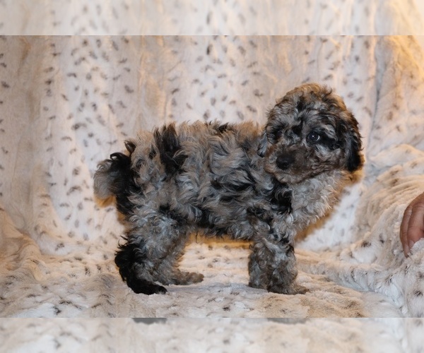 Medium Photo #29 Poodle (Toy) Puppy For Sale in DYERSBURG, TN, USA