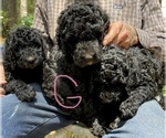 Small Photo #4 Goldendoodle Puppy For Sale in MAGNOLIA, TX, USA