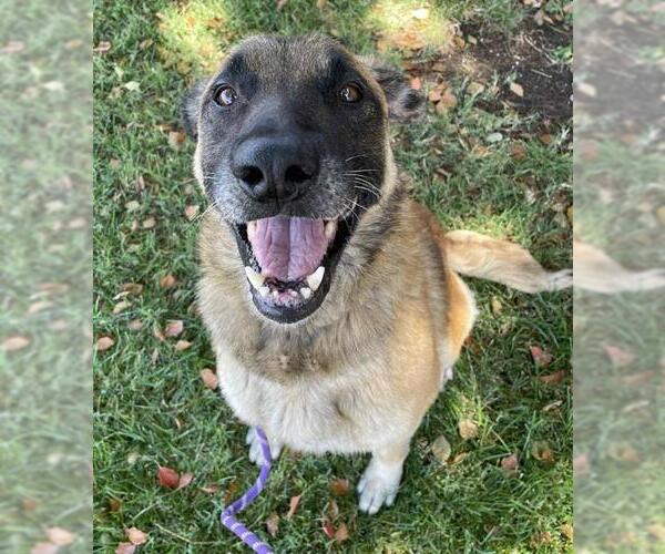 Medium Photo #2 German Shepherd Dog Puppy For Sale in Lodi, CA, USA