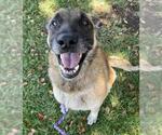 Small #1 German Shepherd Dog