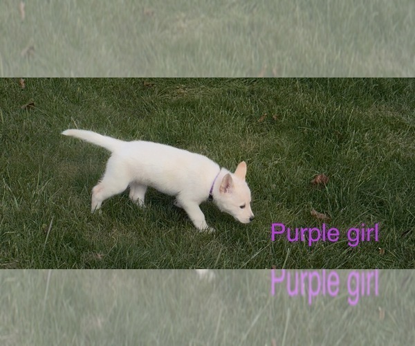 Medium Photo #3 German Shepherd Dog-Siberian Husky Mix Puppy For Sale in HOLTON, MI, USA